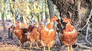 POULETS DU QUOTIDIEN - Lur Berri accélère le développement de sa filière